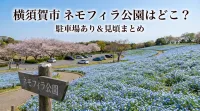 横須賀市 ネモフィラ 公園はどこ？駐車場あり＆見頃まとめ