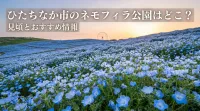 ひたちなか市のネモフィラ公園はどこ？見頃とおすすめ情報