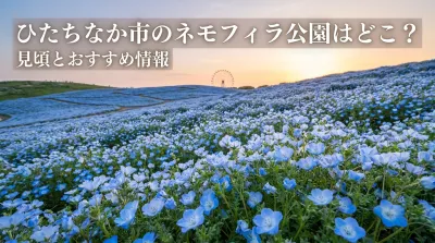 ひたちなか市のネモフィラ公園はどこ？見頃とおすすめ情報