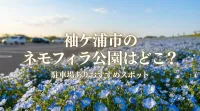 袖ケ浦市のネモフィラ公園はどこ？駐車場ありおすすめスポット