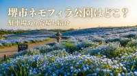 堺市ネモフィラ公園はどこ？駐車場あり穴場も紹介