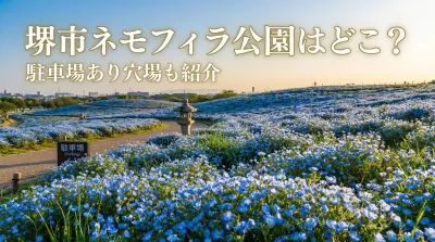 堺市ネモフィラ公園はどこ？駐車場あり穴場も紹介