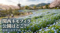 関西 ネモフィラ 公園はどこ？見頃とおすすめ