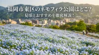福岡市東区のネモフィラ公園はどこ？見頃とおすすめを徹底解説！